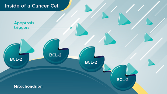 Cancer cell