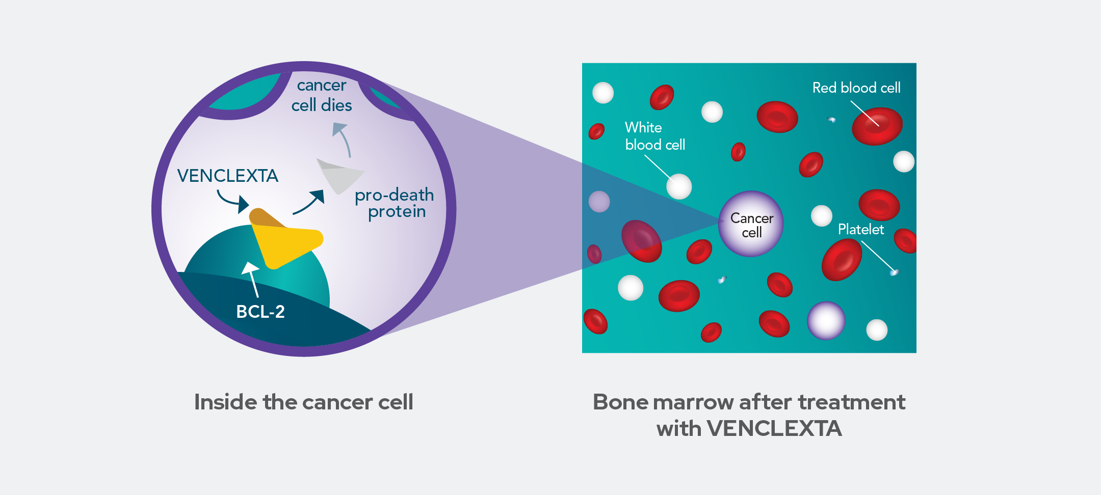 Illustrations of the inside of a cancer cell and bone marrow after treatment with venclexta