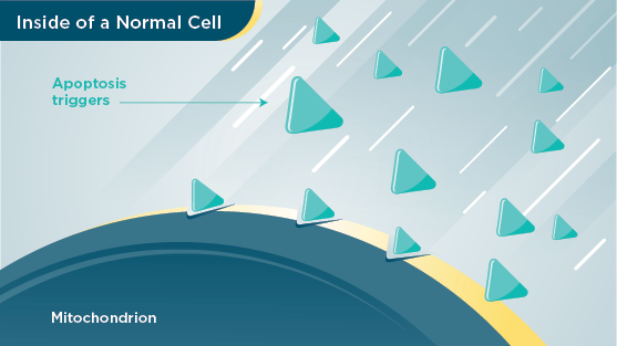Normal cell